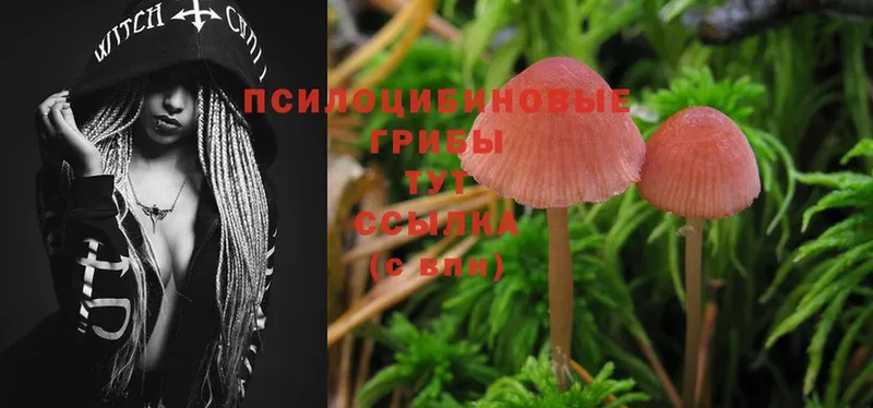 Галлюциногенные грибы MAGIC MUSHROOMS  как найти наркотики  Истра 